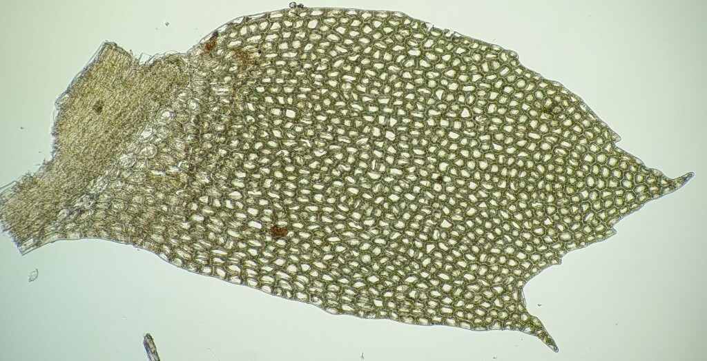Acrobolbus tenellus (hero image)