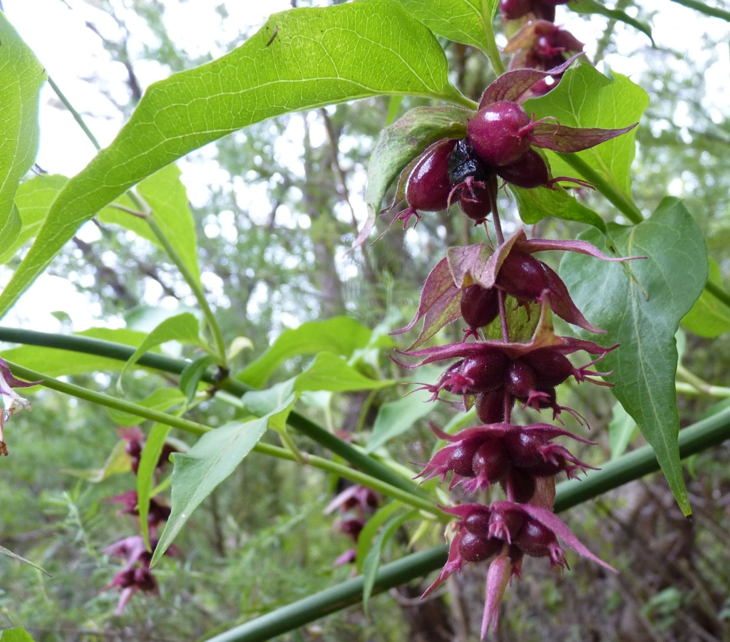 Leycesteria formosa (hero image)