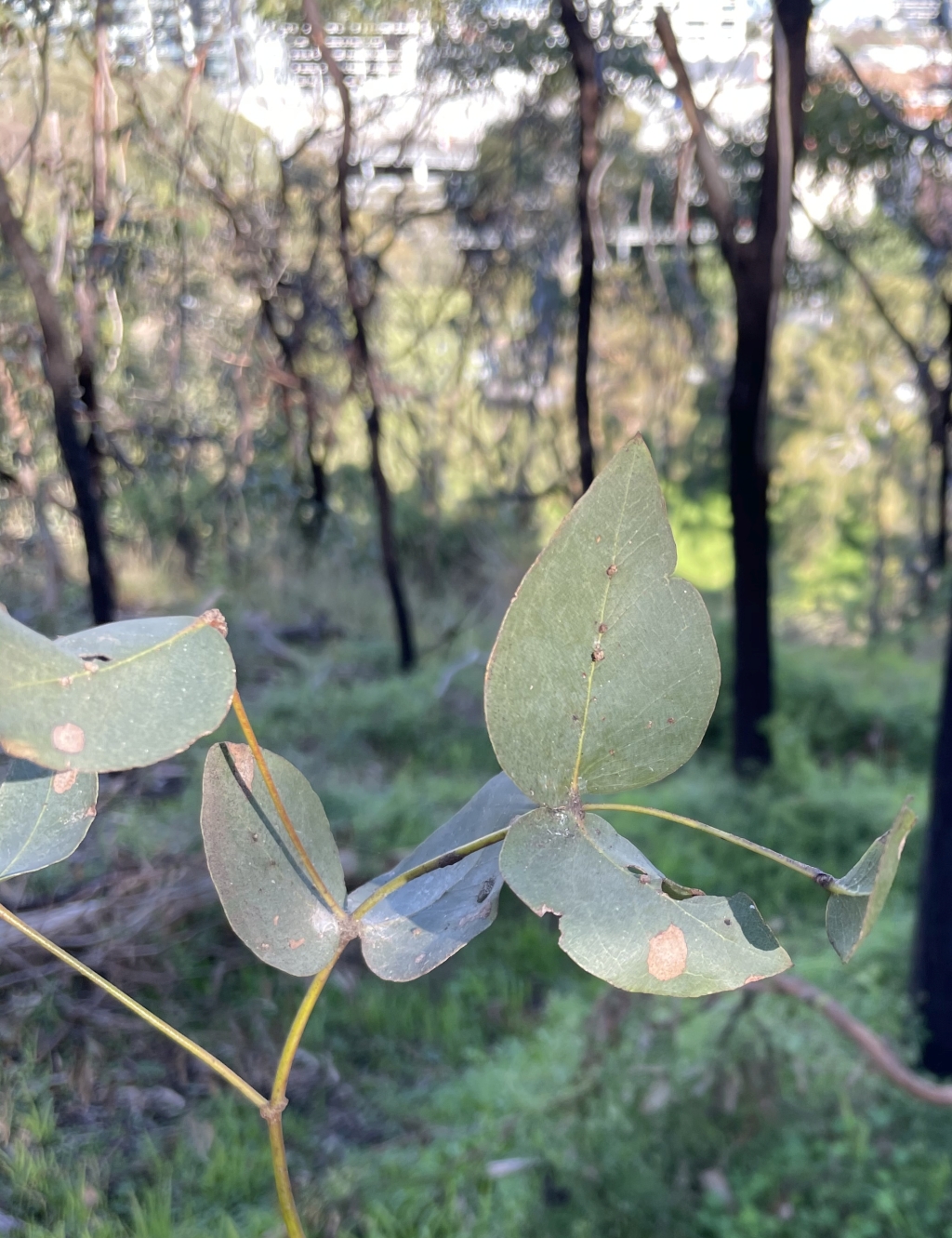 Eucalyptus leucoxylon subsp. connata (hero image)