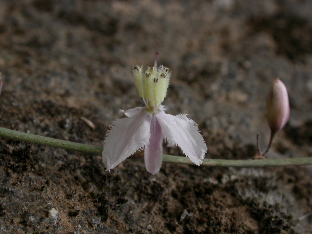 Arthropodium sp. 1 (hero image)