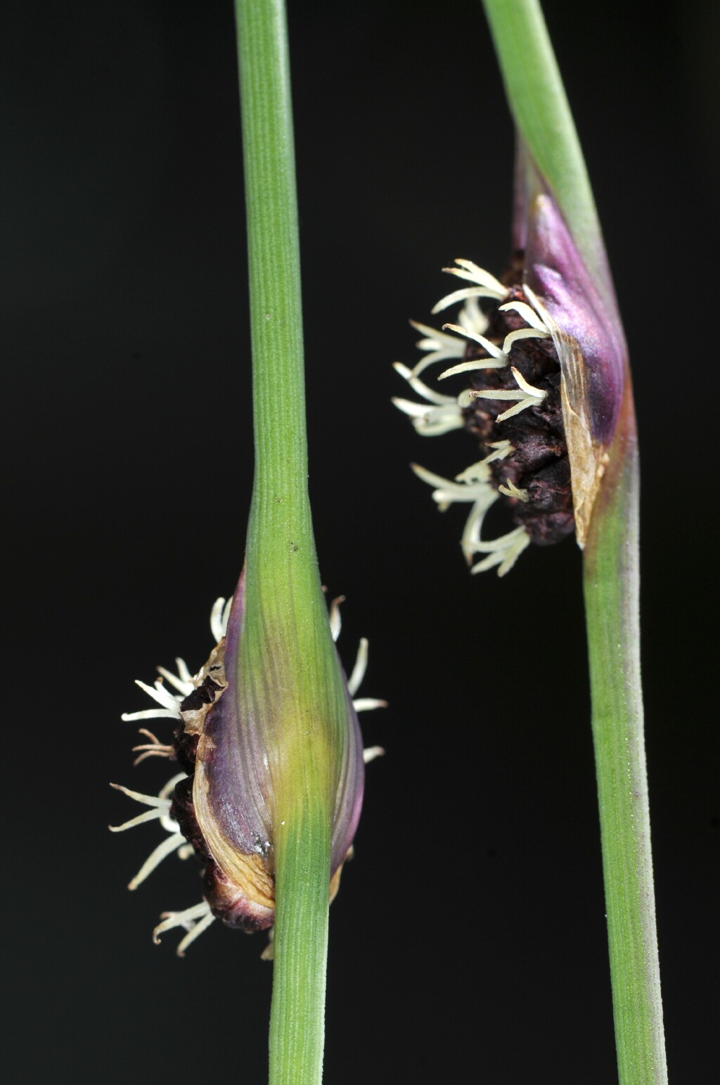 Chorizandra cymbaria (hero image)