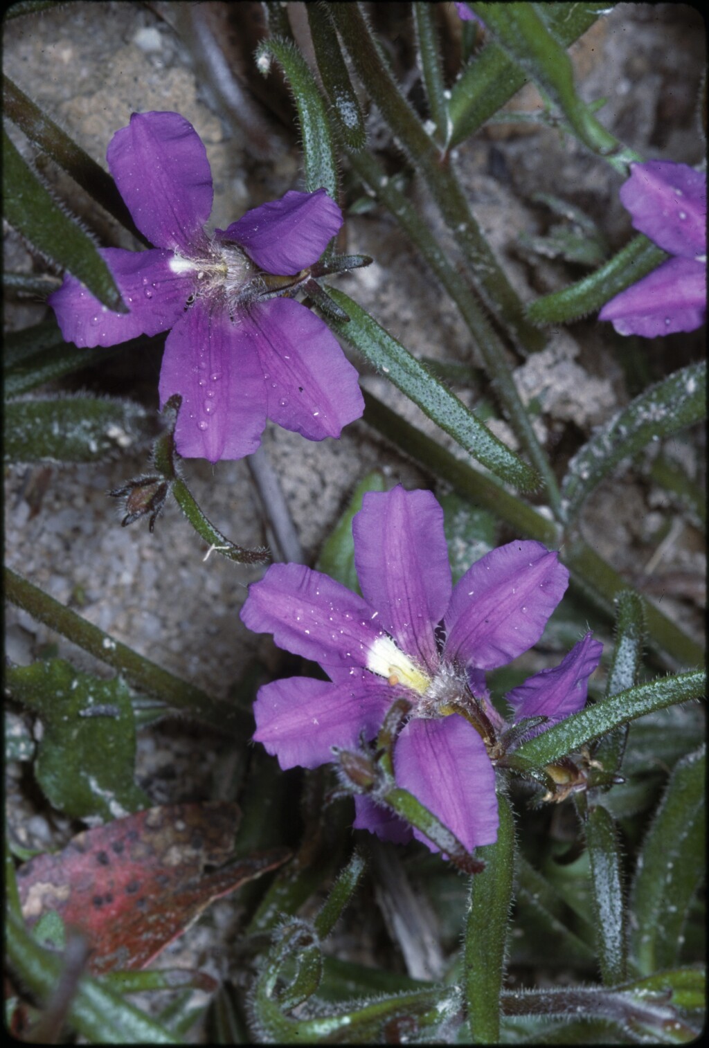 Scaevola ramosissima (hero image)