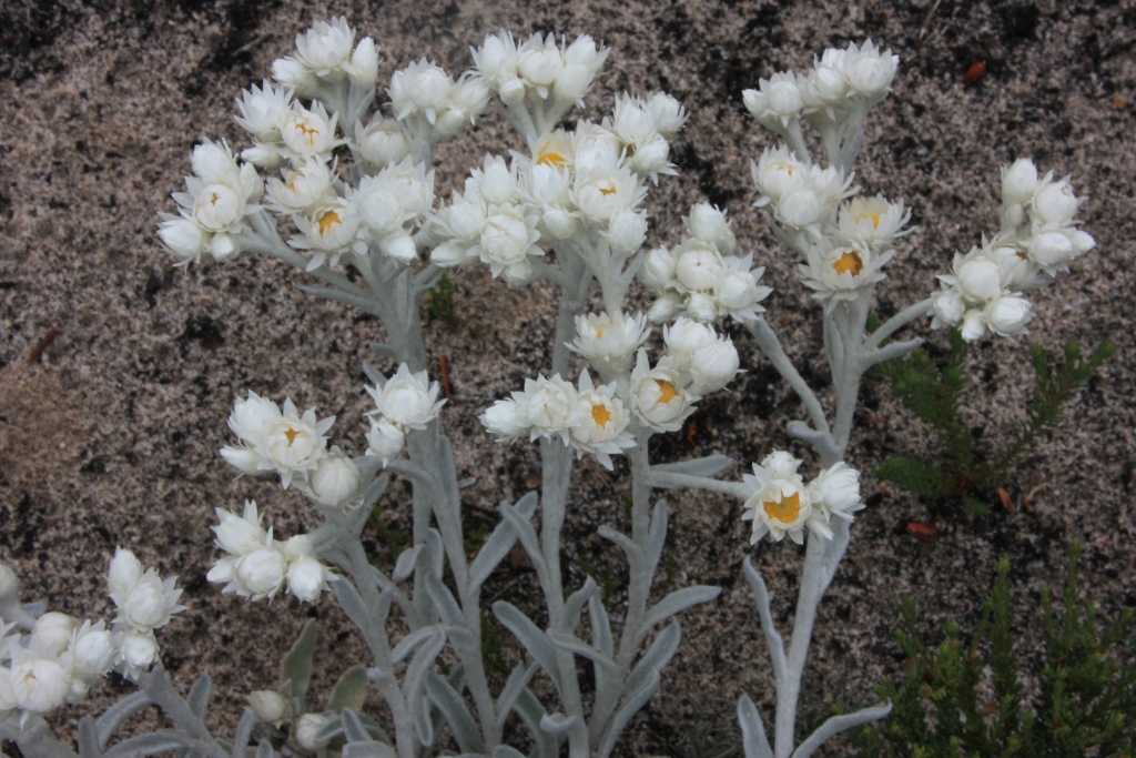 Argentipallium blandowskianum (hero image)