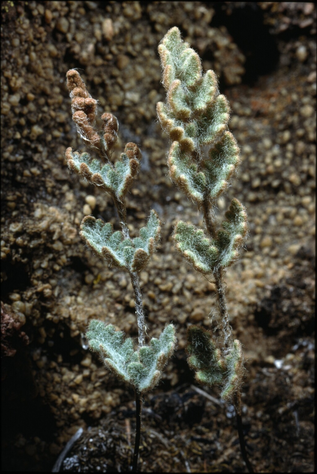 Cheilanthes lasiophylla (hero image)