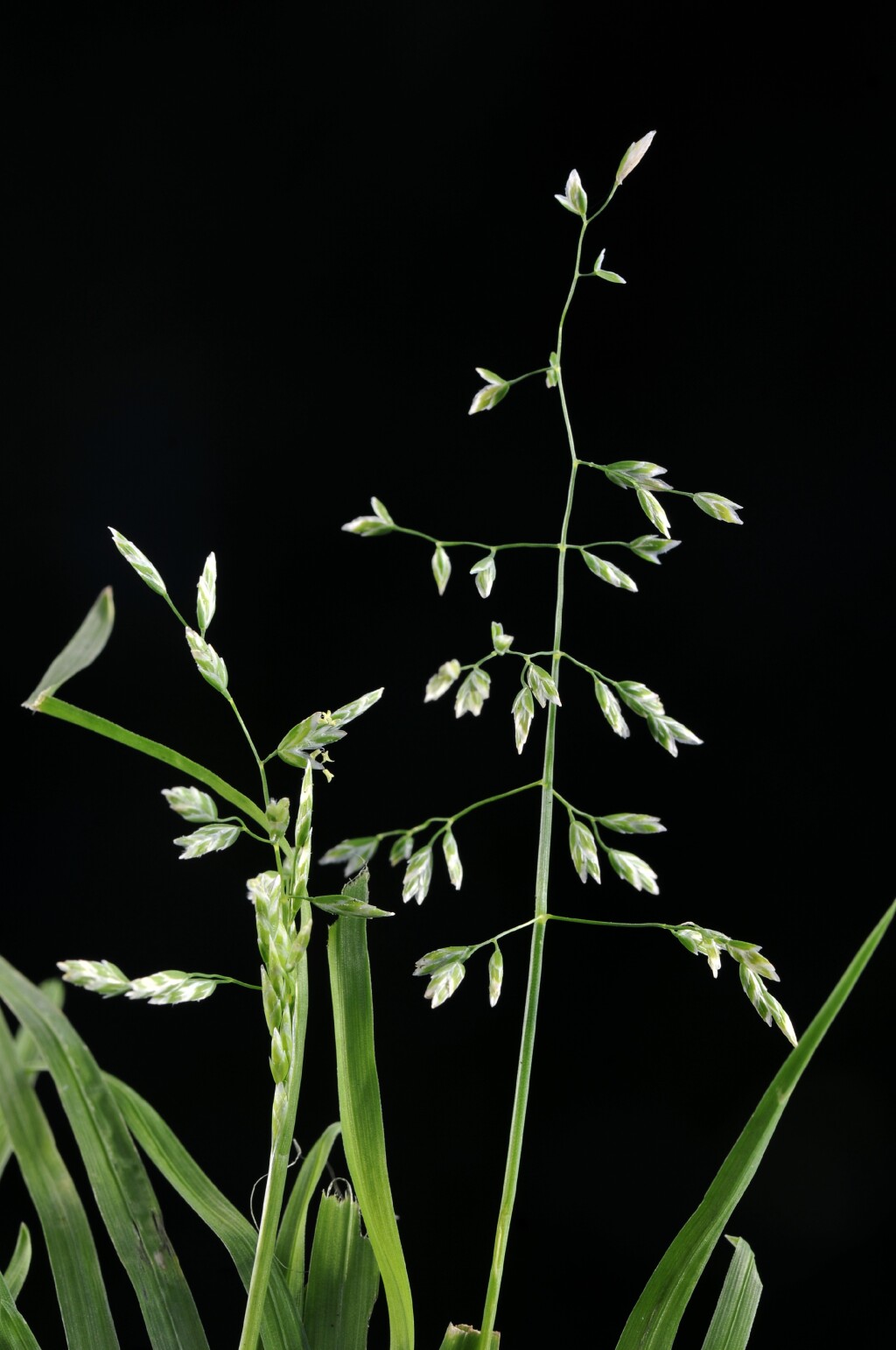 Poa annua (hero image)