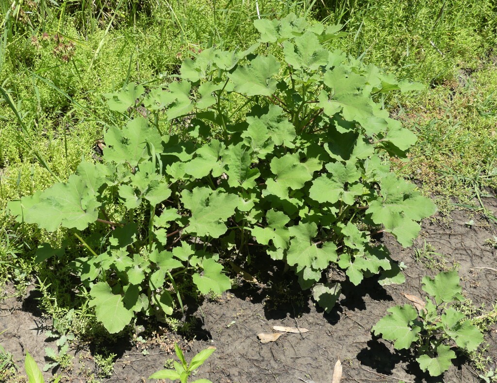 Xanthium occidentale (hero image)