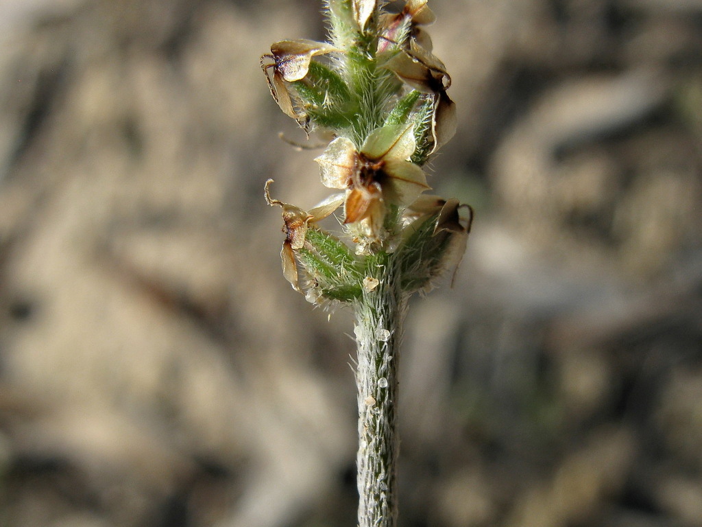 Plantago hispida (hero image)