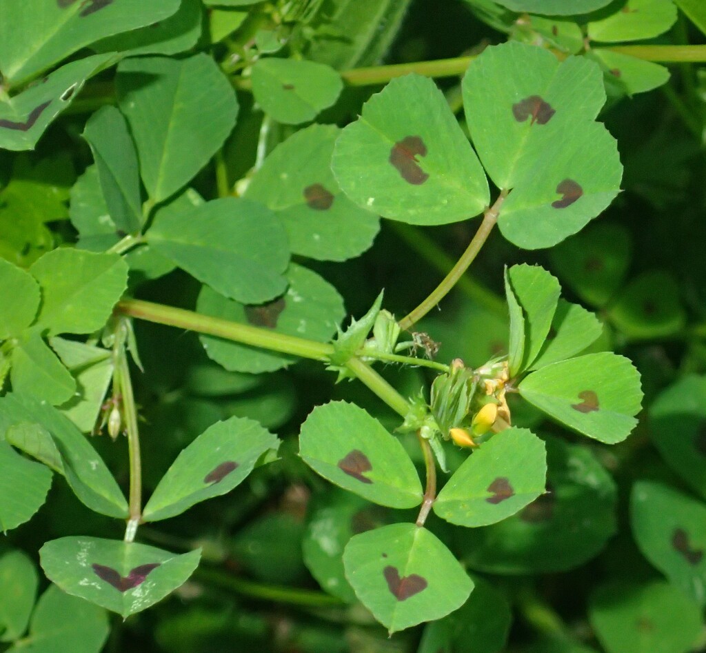 Medicago arabica (hero image)