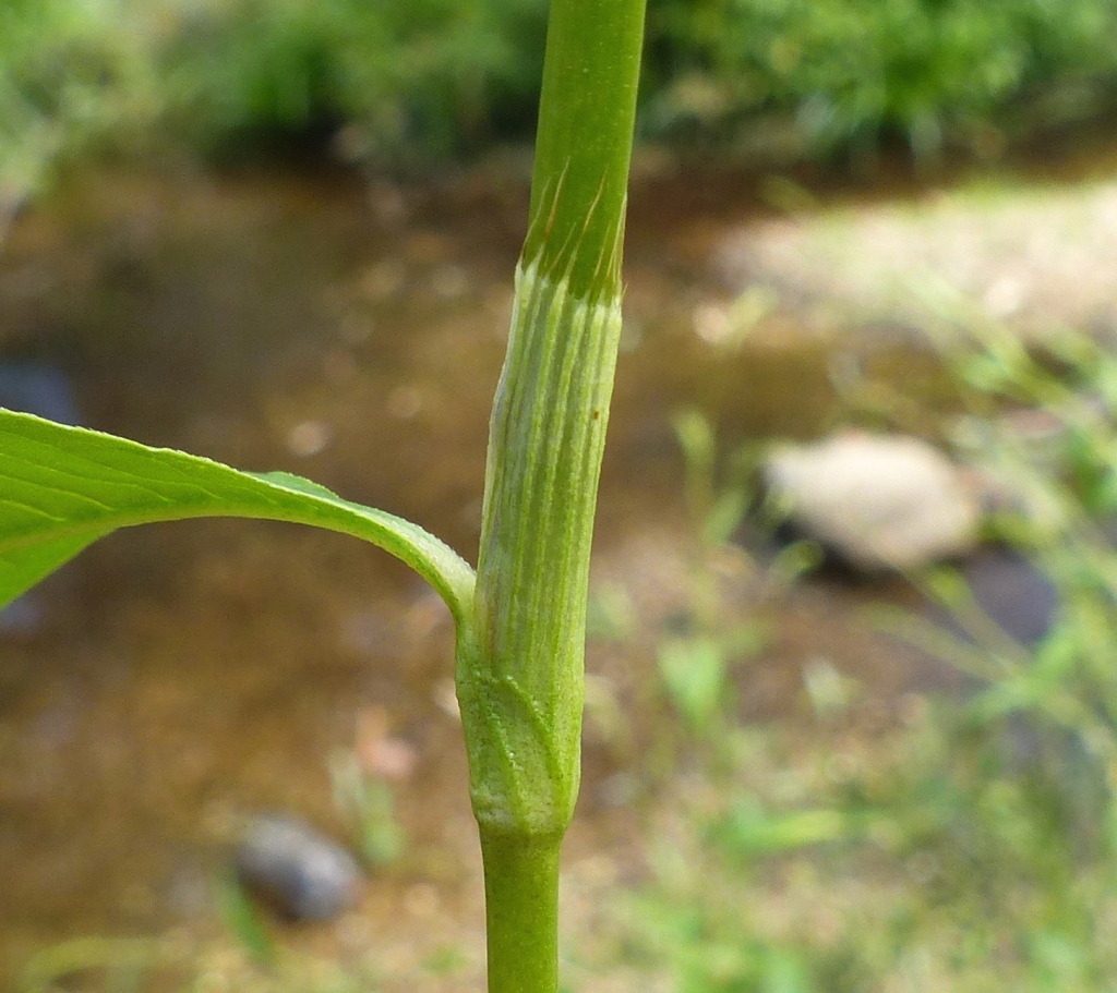 Persicaria hydropiper (hero image)