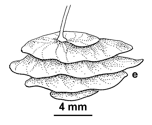 Medicago orbicularis (hero image)