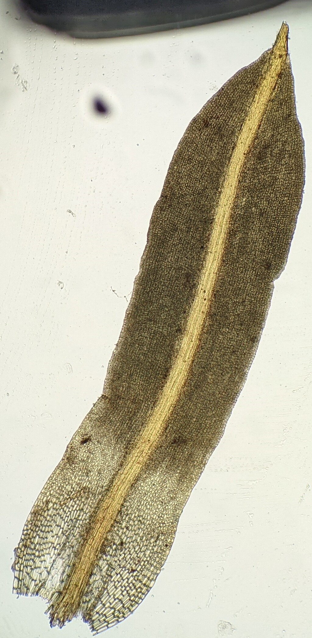 Trichostomum brachydontium (hero image)