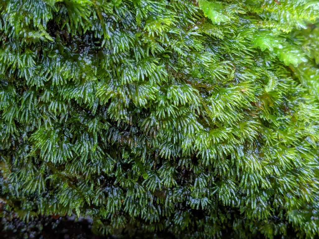 Riccardia rupicola (hero image)