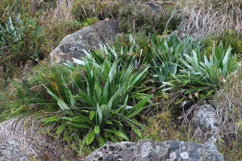 Celmisia latifolia (hero image)