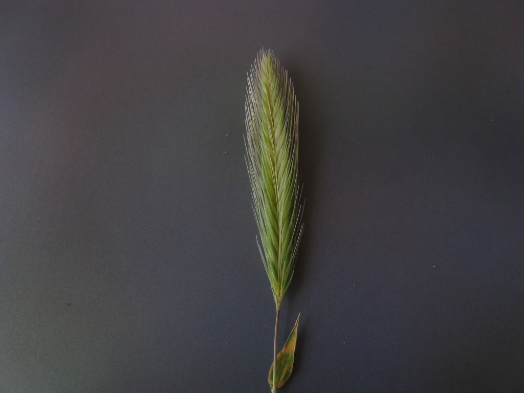 Hordeum leporinum (hero image)