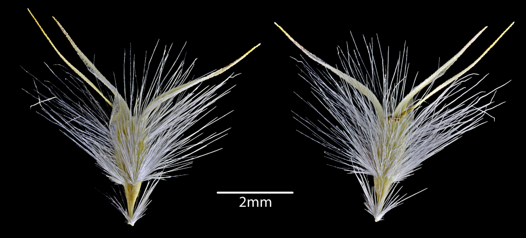 Rytidosperma geniculatum (hero image)