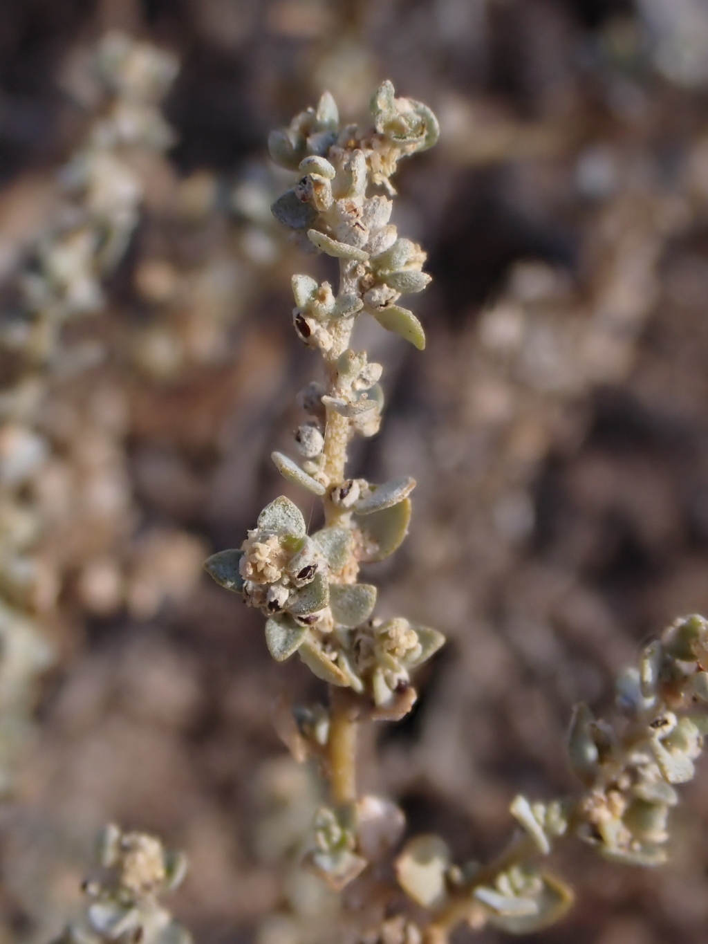 Atriplex pumilio (hero image)