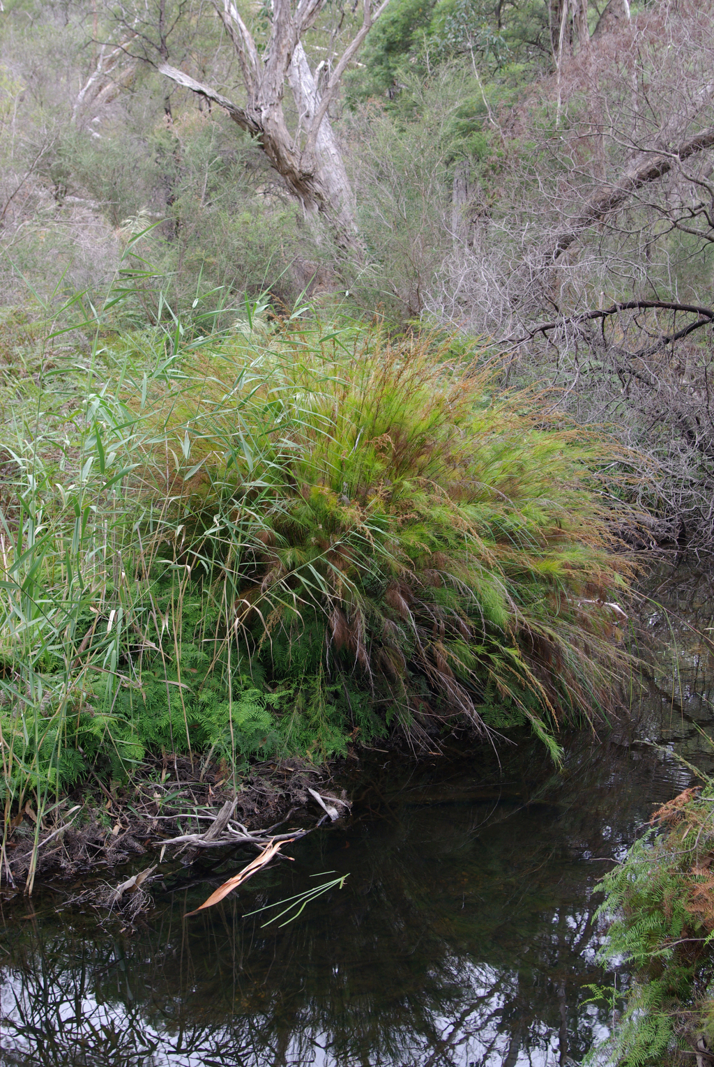 Baloskion tetraphyllum subsp. tetraphyllum (hero image)