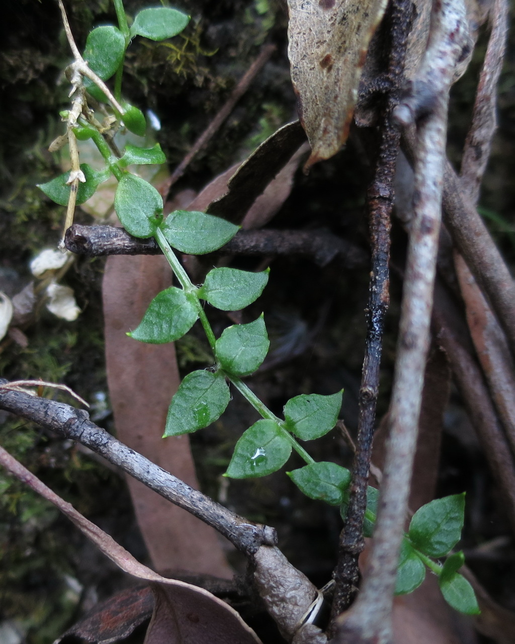 Stellaria flaccida (hero image)