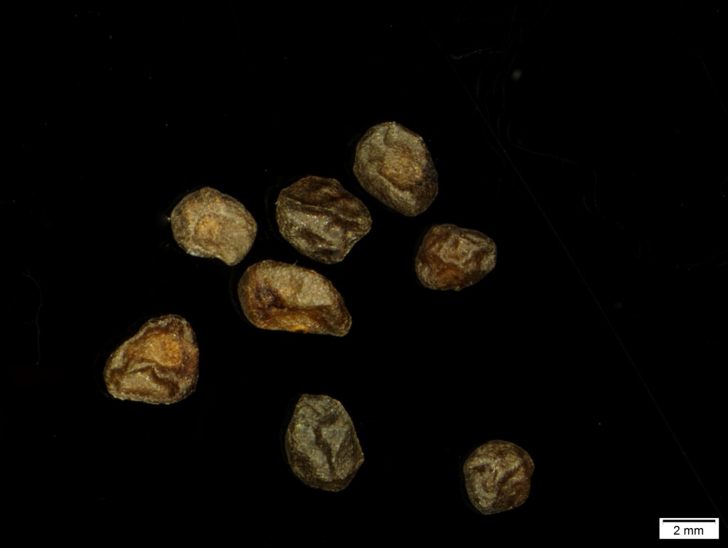 Eucalyptus crenulata (hero image)