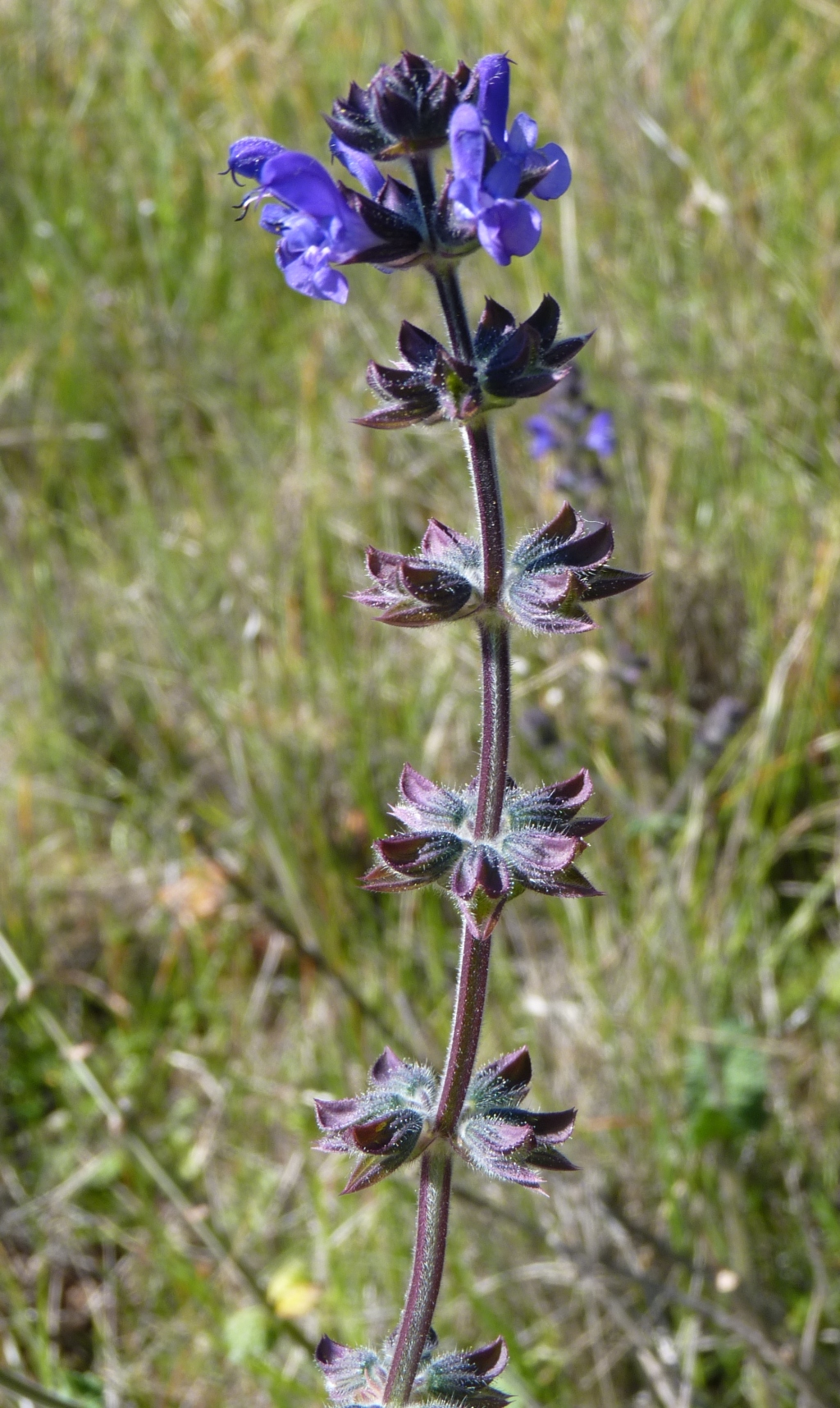 Salvia verbenaca var. verbenaca (hero image)