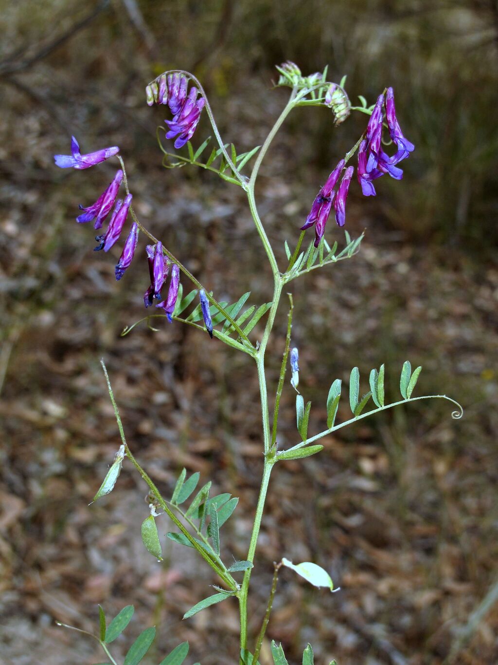 Vicia villosa (hero image)