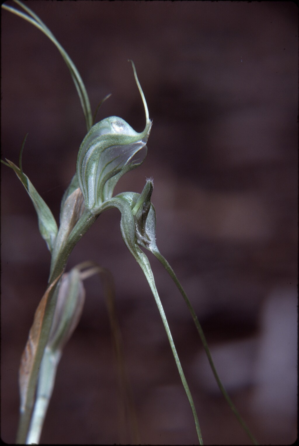 Pterostylis woollsii (hero image)