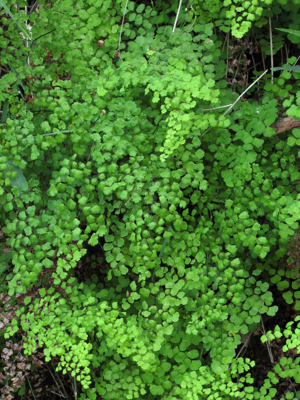 Pteridaceae (hero image)