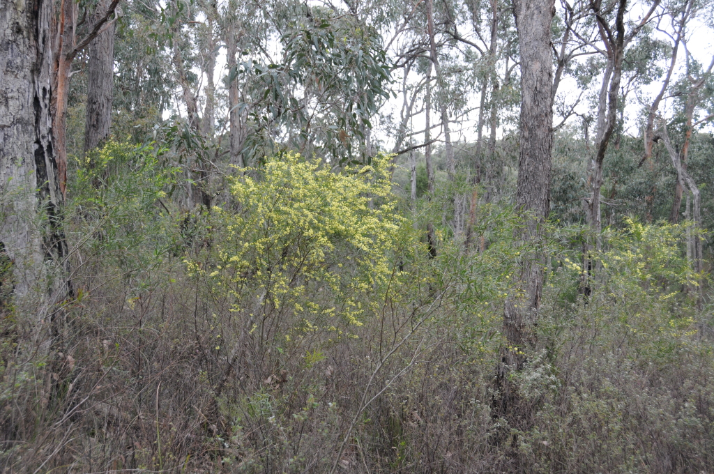 Acacia stictophylla (hero image)