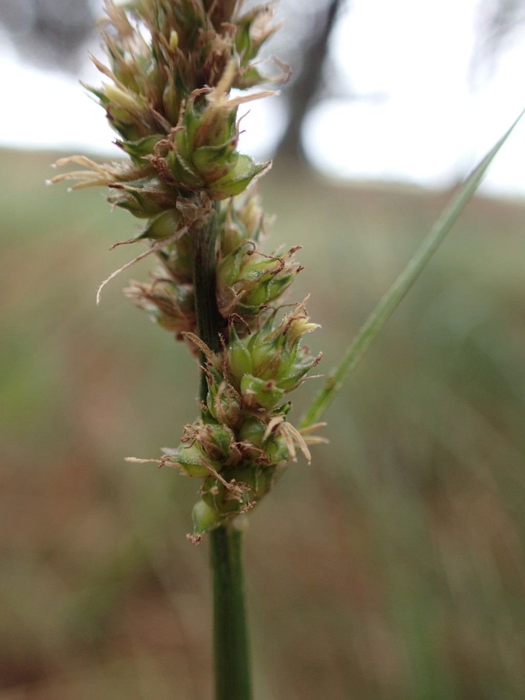 Carex tereticaulis (hero image)