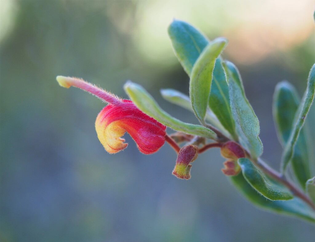 Grevillea celata (hero image)