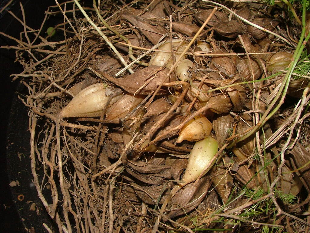 Asparagus declinatus (hero image)