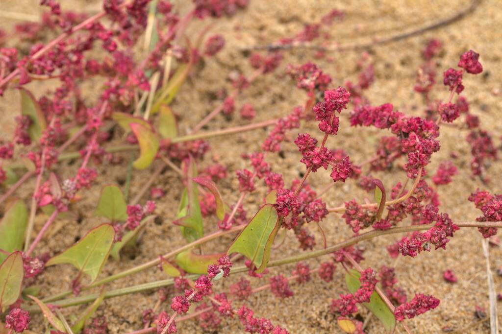Atriplex prostrata (hero image)