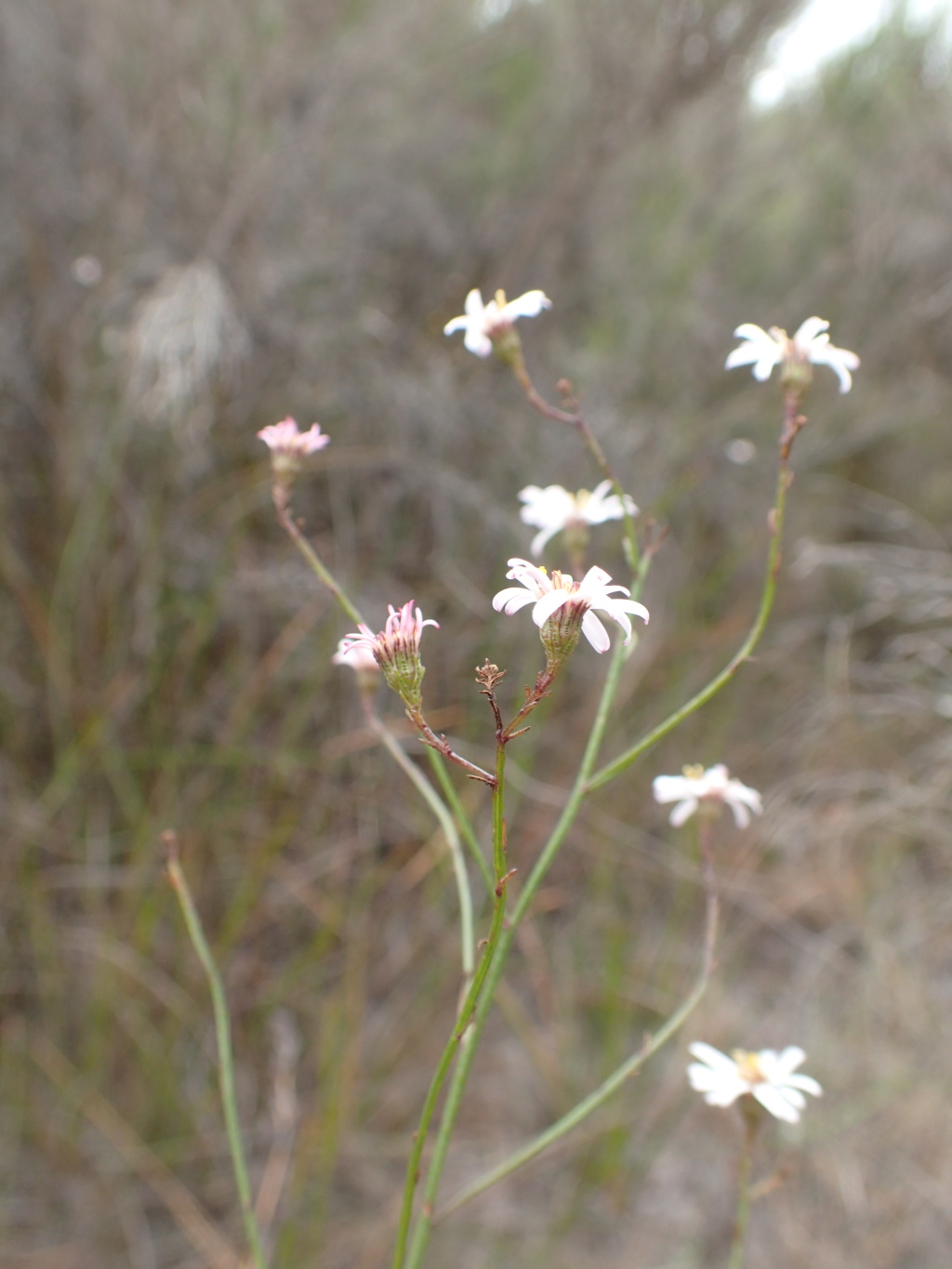 Olearia suffruticosa (hero image)