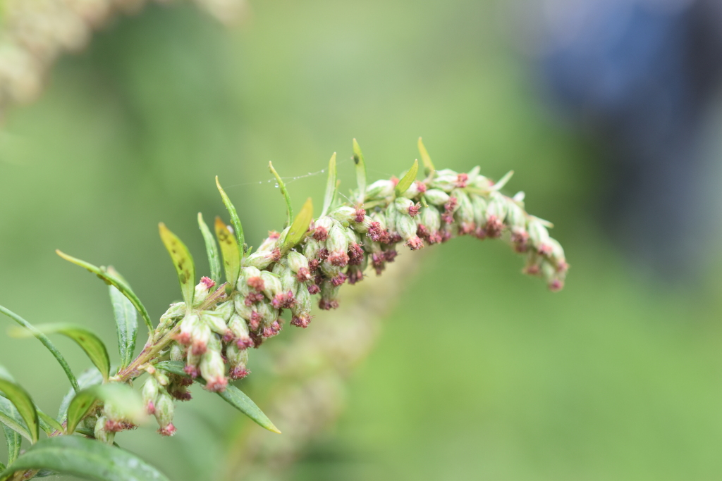 Artemisia verlotiorum (hero image)