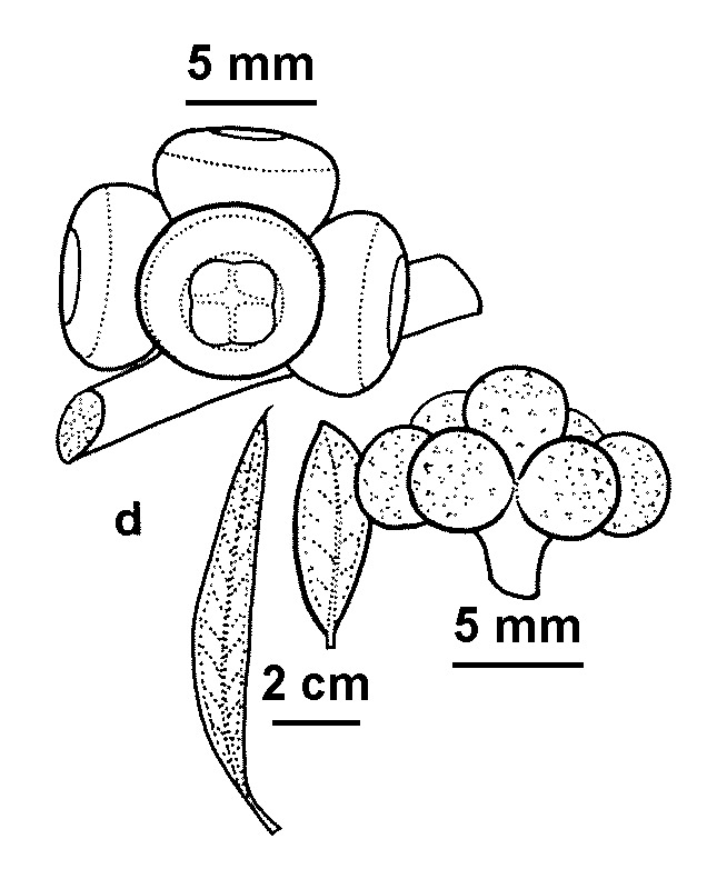 Eucalyptus kybeanensis (hero image)