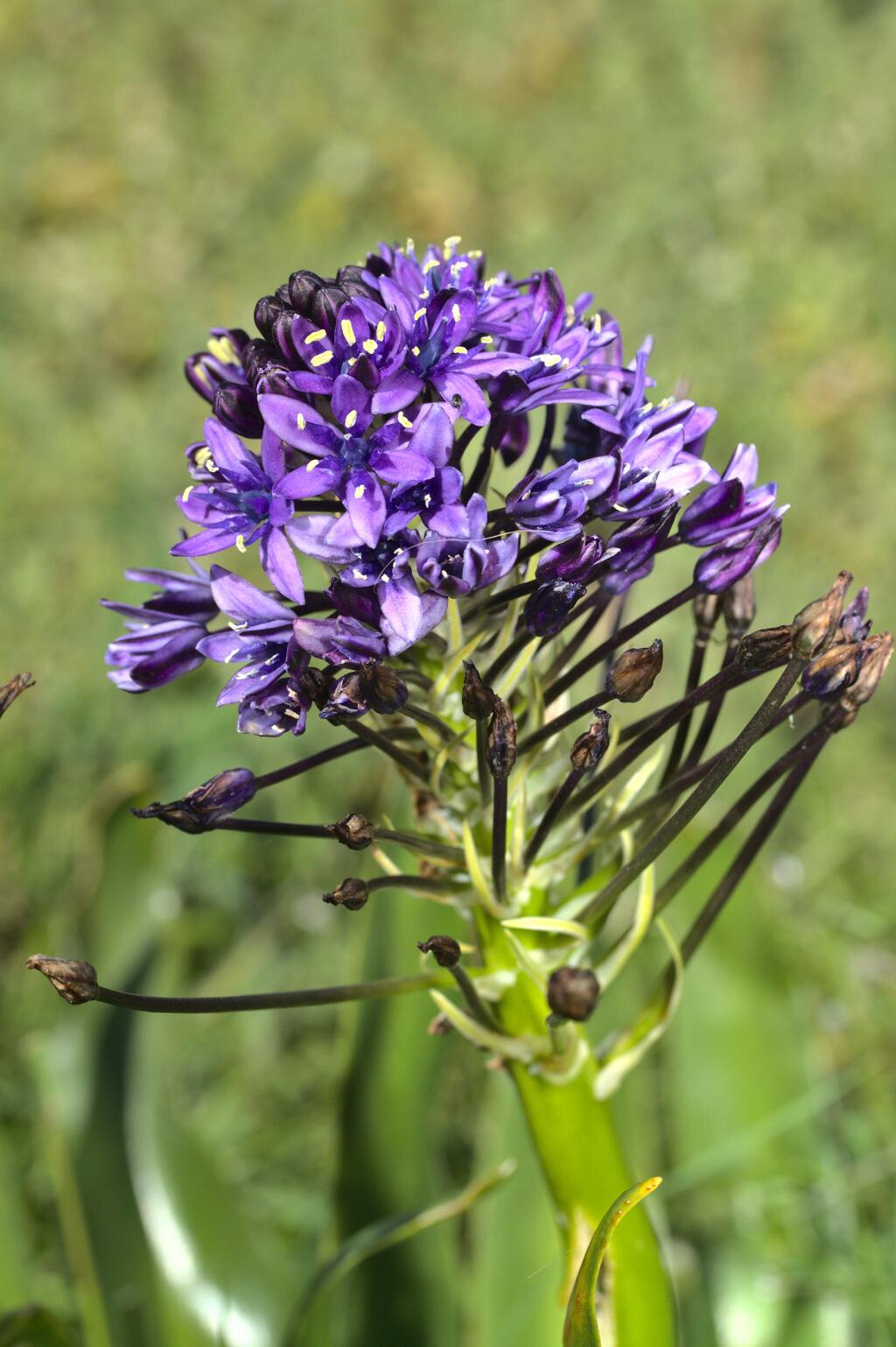 Scilla peruviana (hero image)