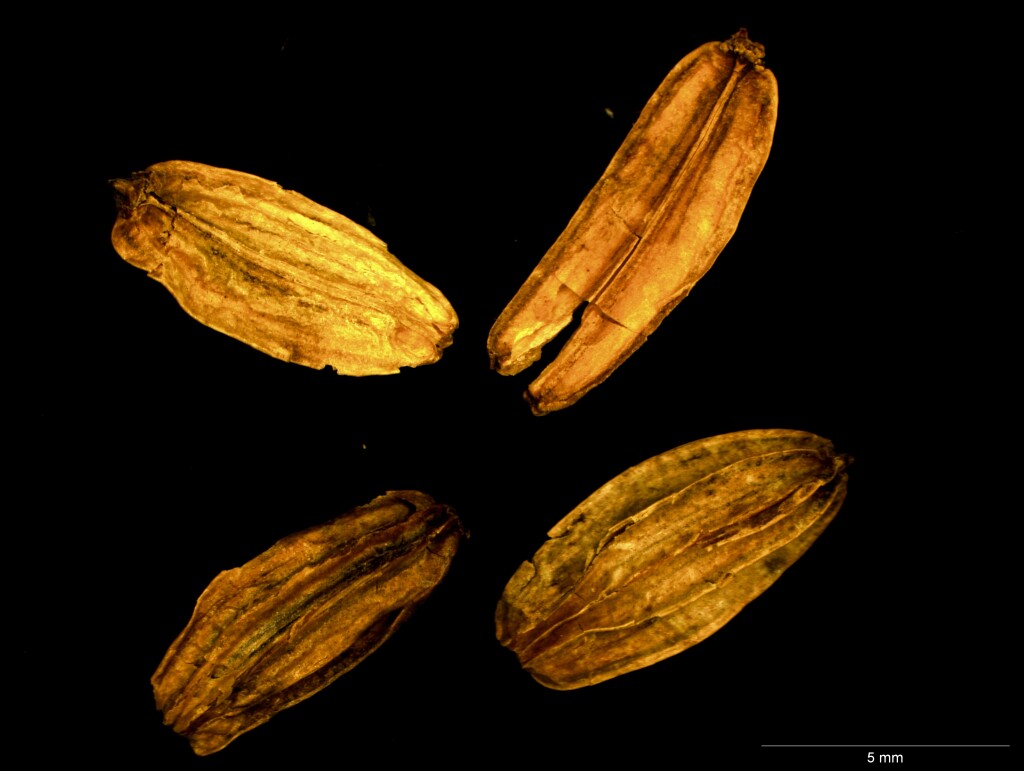 Aciphylla simplicifolia (hero image)