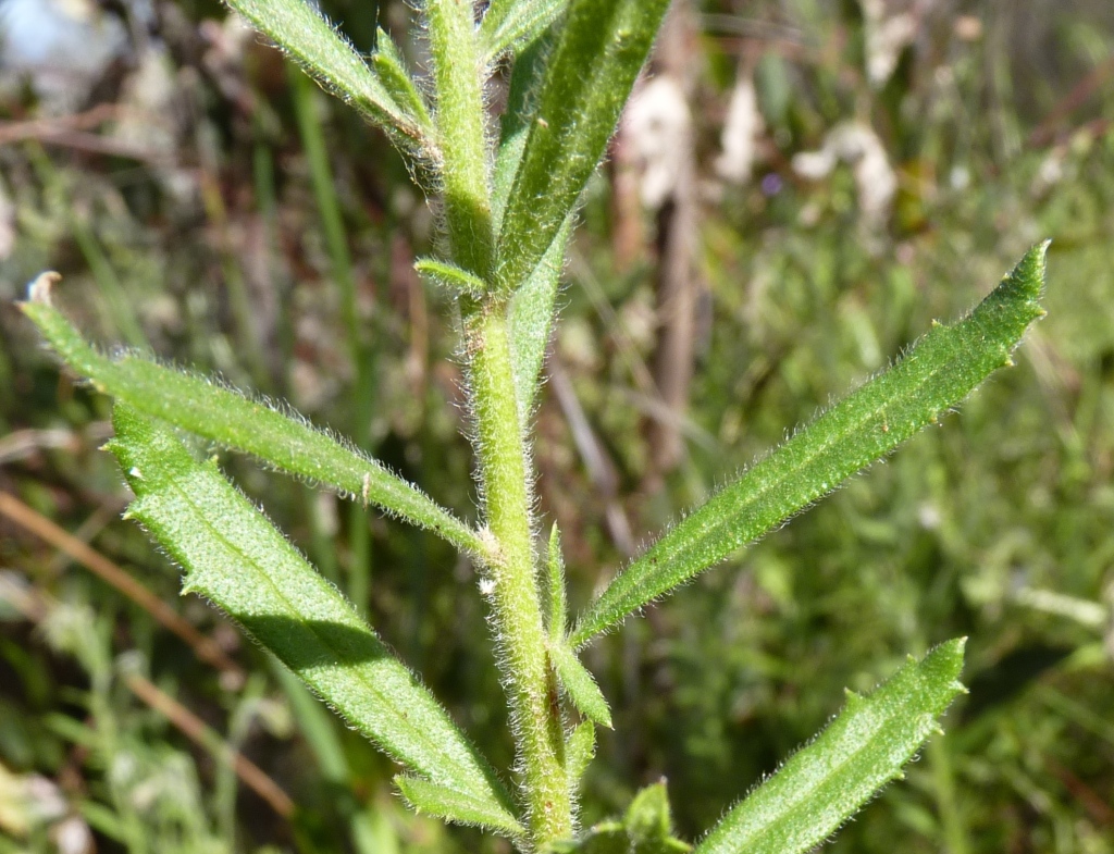 Gonocarpus elatus (hero image)