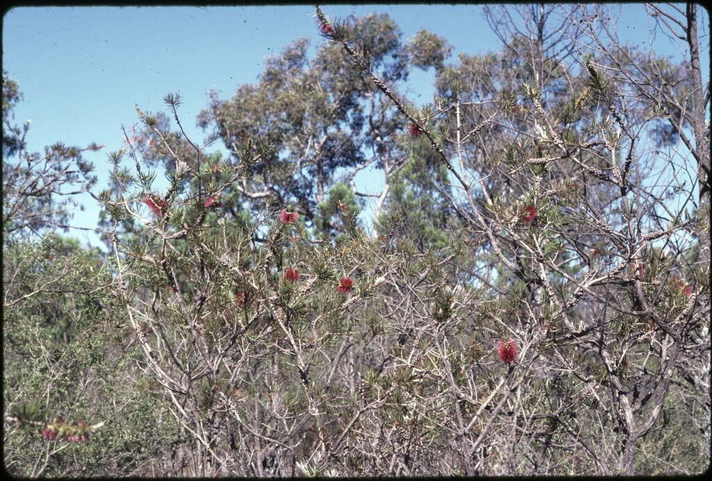 Callistemon linearis (hero image)