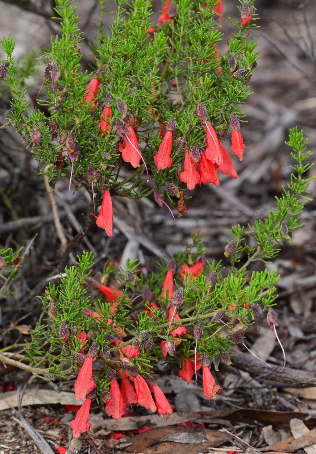 Prostanthera aspalathoides (hero image)