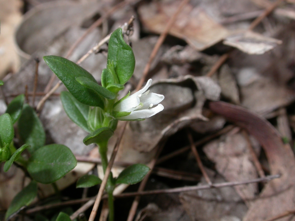 Loganiaceae (hero image)