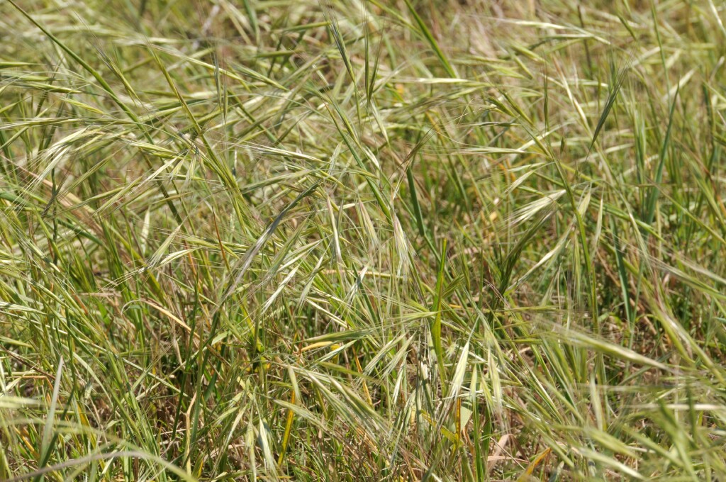 Bromus diandrus (hero image)