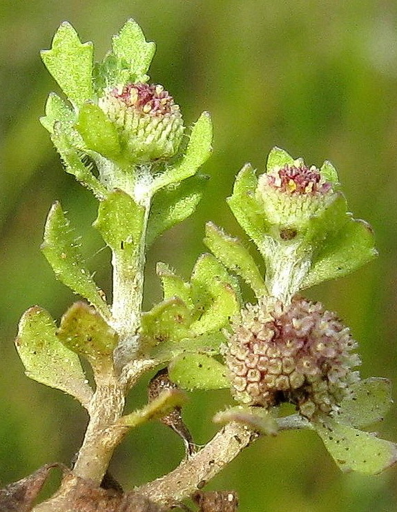 Centipeda nidiformis (hero image)