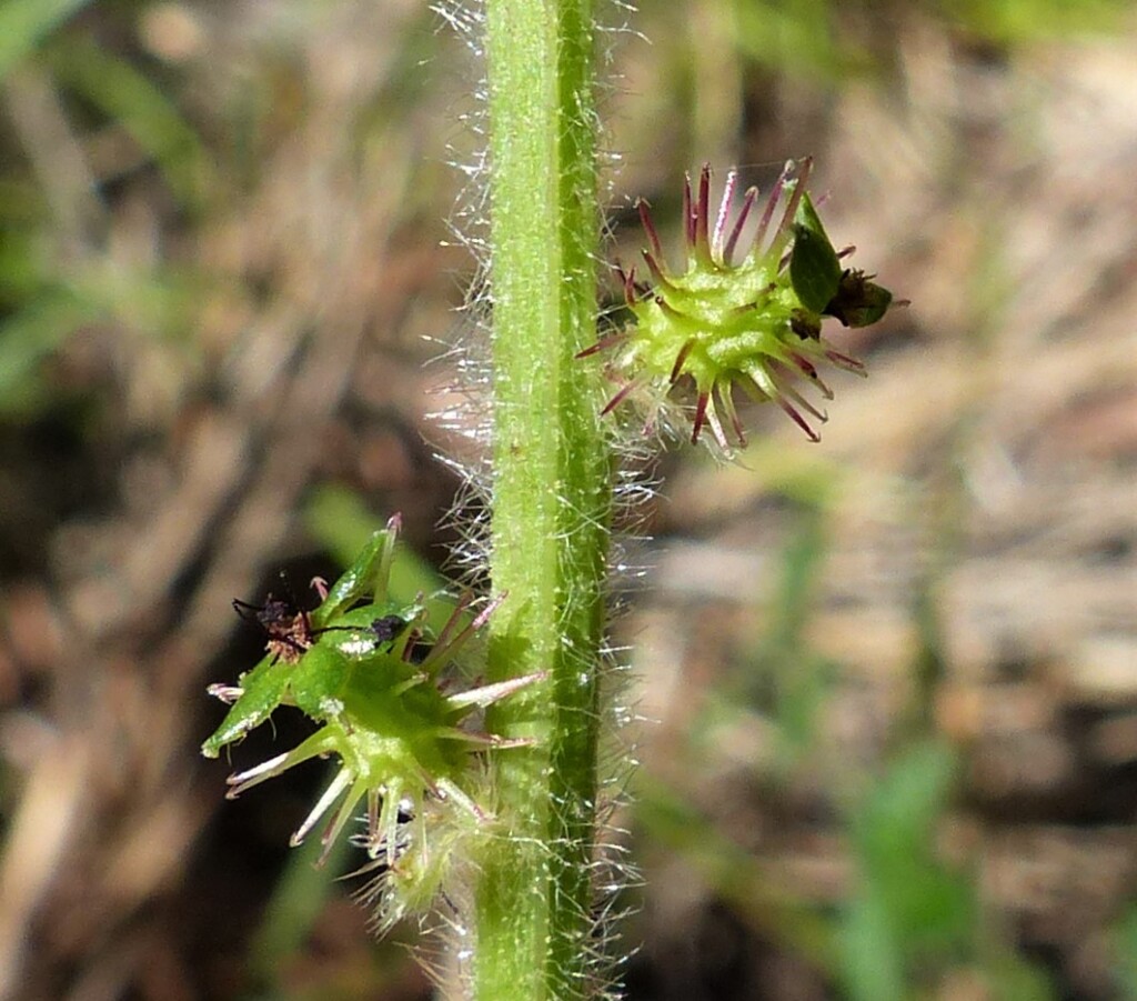 Acaena agnipila (hero image)
