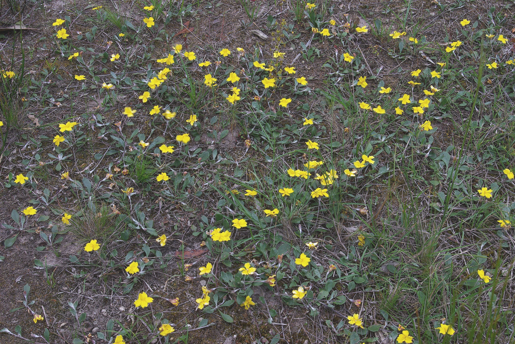 Goodenia lanata (hero image)