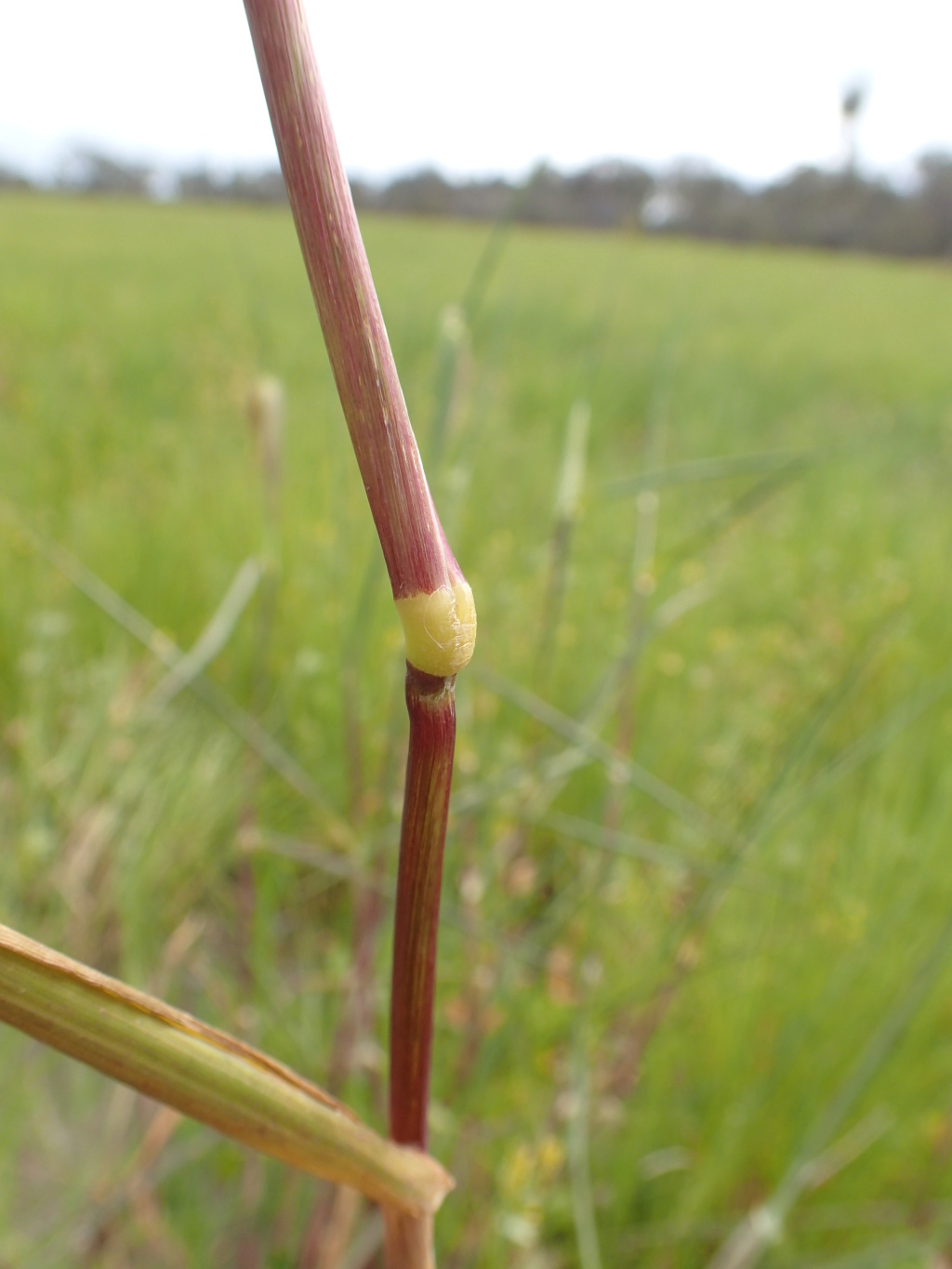 Phalaris paradoxa (hero image)