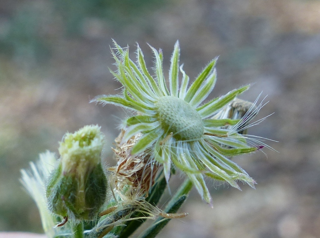 Erigeron bonariensis (hero image)