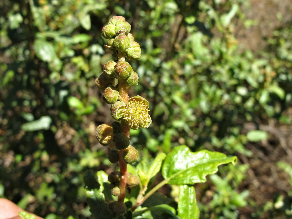 Adriana tomentosa var. hookeri (hero image)
