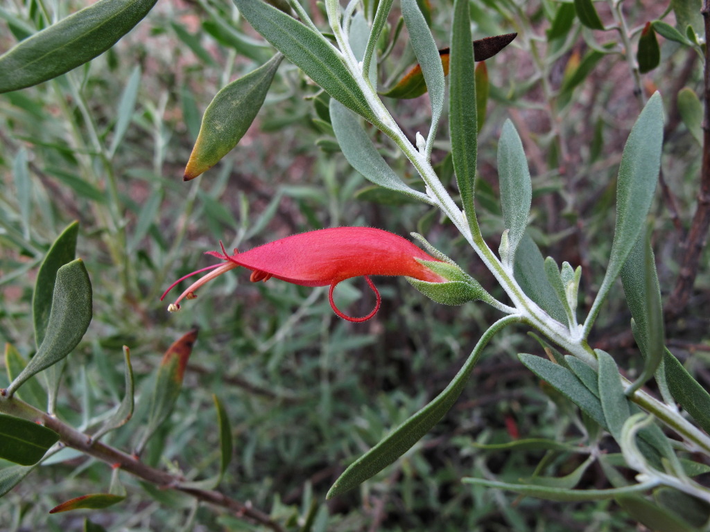 Eremophila glabra (hero image)