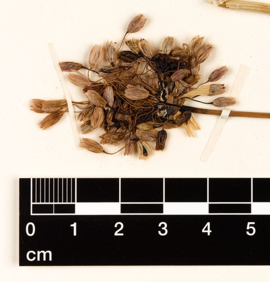 Amaryllidaceae (hero image)